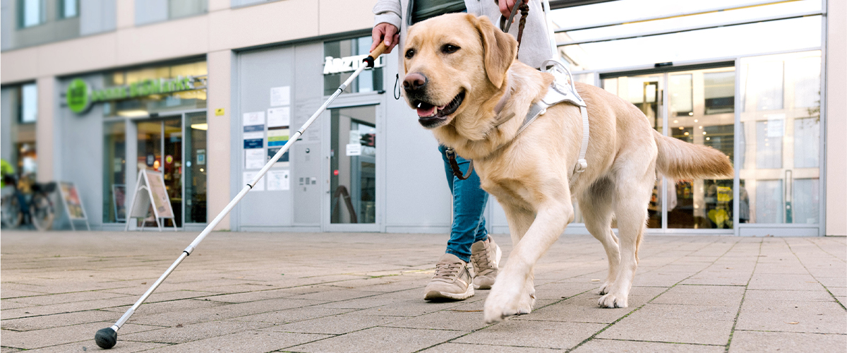 A light-colored, large-sized dog guide is walking with a person wearing tennis shoes and jeans, using a long white cane along a sidewalk in front of a building.